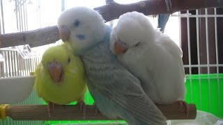 How to breed budgies step by step