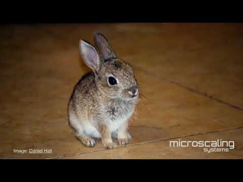 Taming your Containers - Liz Rice