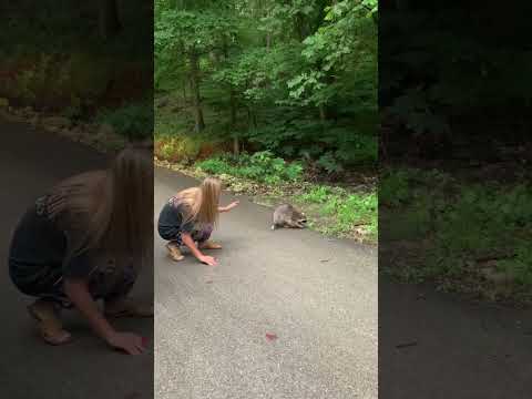 Getting Too Close to a Raccoon