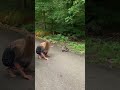 Getting Too Close to a Raccoon