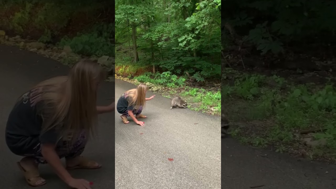 Getting Too Close to a Raccoon