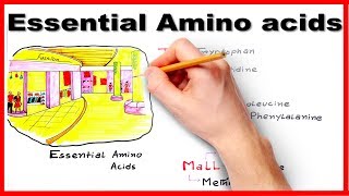 Essential Amino Acids