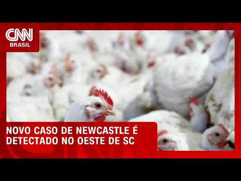Ministério confirma novo foco de Newcastle em granja de Santa Catarina | CNN AGRO NEWS