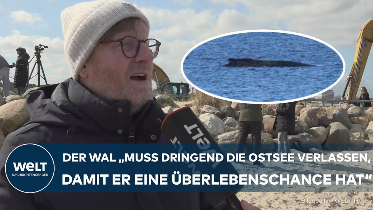 WAL-RETTUNG: „Er muss dringend die Ostsee verlassen!“ Bürgermeister über die Rettung des Buckelwals