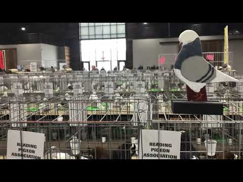 English Long Face Tumblers On display Reading Pigeon Association show