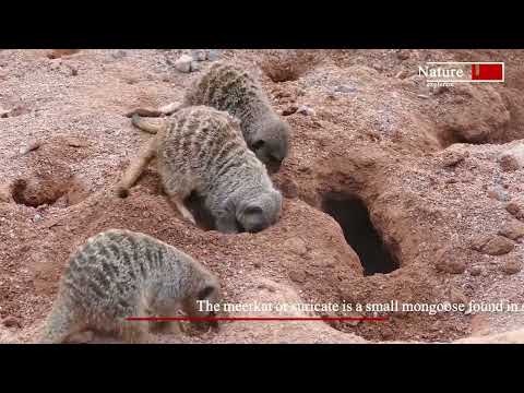 Magic meerkat moments |meerkat vs snake| #meerkat