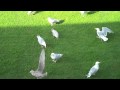 Seagull Feeding Frenzy