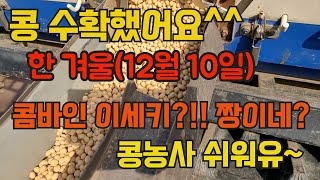 한 겨울에 콩 수확했어요!!! 콩 농사 세상 쉽다던디, 내년엔 나도?!!!
