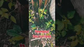 Download lagu PENAMPAKAN PAKU KUNTI‼️ #shorts #shortvideo #shortfeed mp3 Download lagu PENAMPAKAN PAKU KUNTI‼️ #shorts #shortvideo #shortfeed mp3