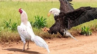 Hawk and Chicken: A Natural Encounter in the Wild