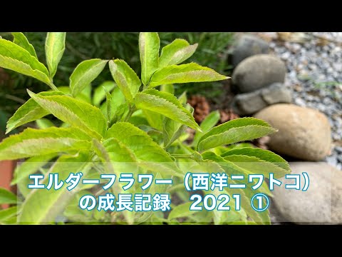 ニワトコを増やす: とても簡単です 植物