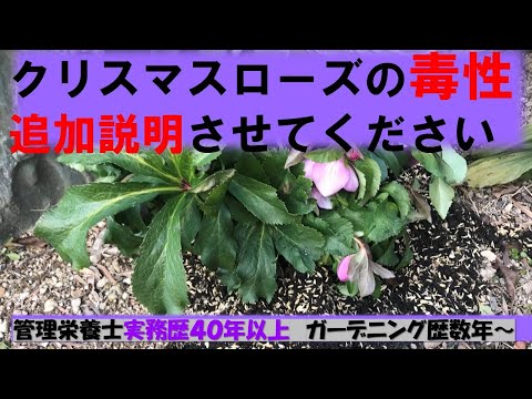 クリスマスローズには毒があるのでしょうか? 植物