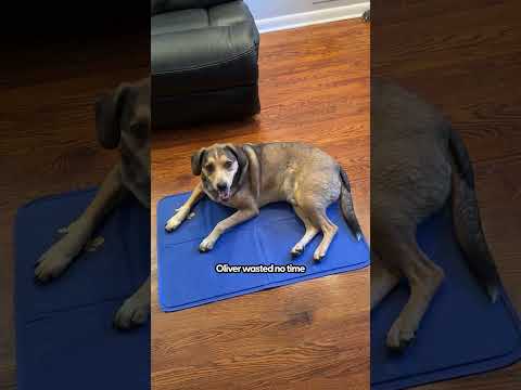 Are Cooling Mats Worth It for Dogs? | The Pack