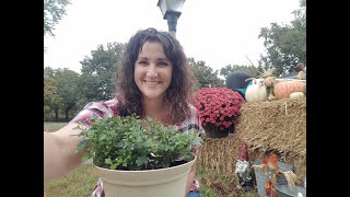 Mum Pruning to Stimulate New Growth | Save Money | Big, Beautiful Mums