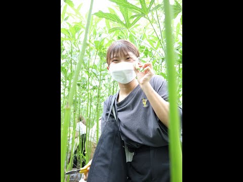 8月24日、オクラの収穫とぶどう狩りにいきました！