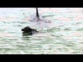 Orca encounter with diver and dog (Orcas at Matheson Bay, New Zealand)