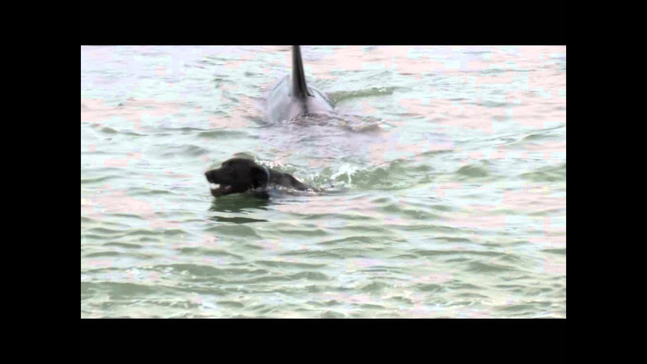 Orca encounter with diver and dog (Orcas at Matheson Bay, New Zealand) - YouTube