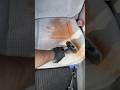 Bissel Spot Clean HydroSteam Vs Raos Pasta Sauce Cardetailing Extraction Bissel