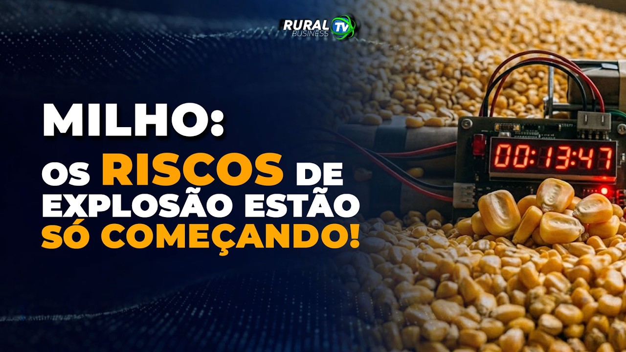 MILHO: ATENÇÃO PRODUTOR! COMECE OLHAR CHICAGO COMO FONTE DE RECEITA!