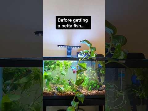 Betta fish tank essentials