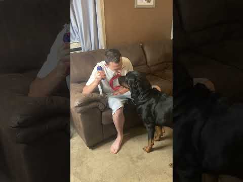 I have to show him who’s boss #fyp #rottierumble #dogsof TikTok #rottweiler #funny #bear #dogs