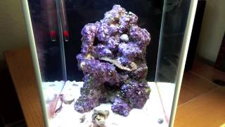How to setup a Pico Reef Tank, Fluval SPEC 3, takedown