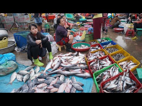Amazing Second Site Distribute Alive Fish, Dry Fish, Seafood  & More Food - Morning Fish Market Show