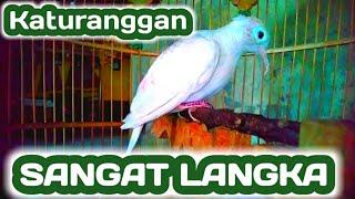 Download lagu VIRAL,PERKUTUT 1 MILIAR || Apa sih istimewanya perkutut putih ini?SIAP DI MAHARKAN mp3