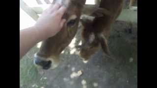 preview picture of video 'Minature Zebu and Alpaca's at the Bowmanville Zoo'