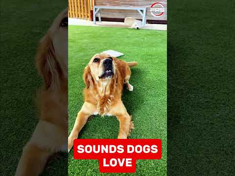 100% Sounds that dogs love to hear #petsound #viralvideo