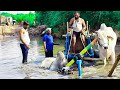 sand cart pulling ongole cattle-ox pulling sand cart-sand cart stuck in mud river-ox pulling videos