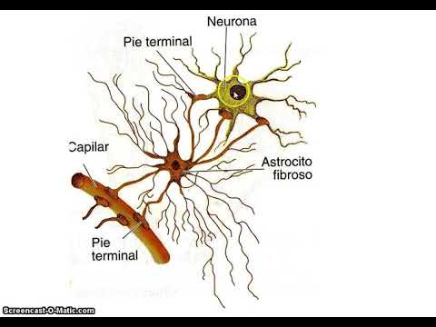 Vídeo: Os compoñentes do sistema nervioso