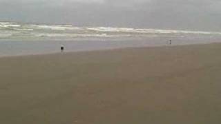 preview picture of video 'Long Beach Washington Bald Eagle Footage'