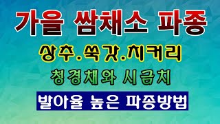 [텃밭농부 1,656]  가을 쌈채소 발아율이 높게 파종하는 방법. #시금치재배 #상추재배 #청경채재배 #쑥…