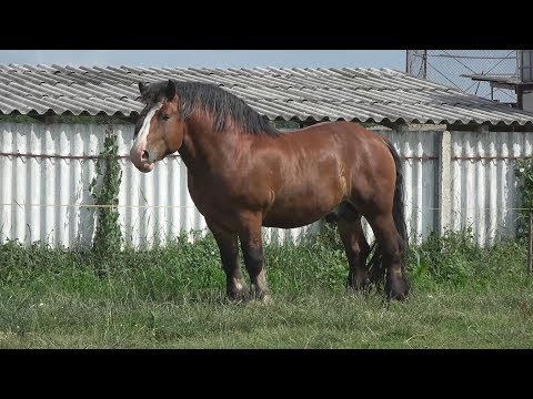 Armasarii lui Mircea de la Ruseni, Satu Mare - 2018