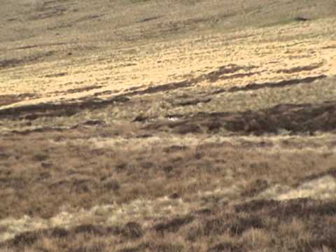 J Lee's pup out of Franny