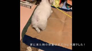 家族紹介 リエーフ君！