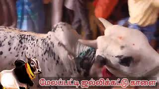 Download lagu மேலப்பட்டி மதுரை மாவட்டம்## ஜல்லிக்கட்டு காளை தொட்டு பாரு புத்தம் புதிய பாடல் 🙏👌👍..., mp3 Download lagu மேலப்பட்டி மதுரை மாவட்டம்## ஜல்லிக்கட்டு காளை தொட்டு பாரு புத்தம் புதிய பாடல் 🙏👌👍..., mp3