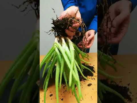 How To Propagate Aloe Plant (By Division)