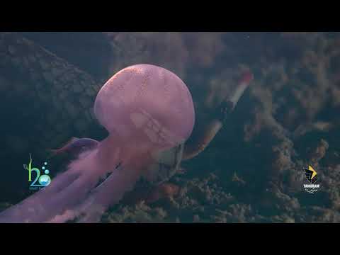 A 40 second film summary of Nudibranshe.(Ropme Sea Area).