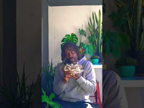 How to store oyster mushrooms. #mushroomtips #oystersmushrooms