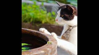 Download lagu Did you know how silk comforters are made?#funny #pets #shuorts mp3