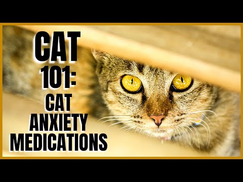 Cat 101: Cat Anxiety Medications