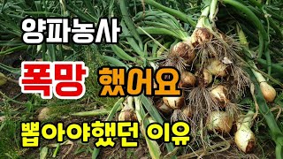 양파농사 폭망했어요 숫꽃(숫양파)이 많아 다 뽑아야하네요 양파심는시기가 중요한 이유