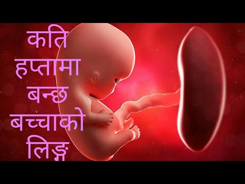 गर्भमा बच्चाको लिङ्ग निर्धारण कति हप्तामा हुन्छ?बृहत विवरण