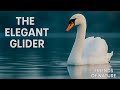 "The Secret Life of Swans | Beauty, Loyalty, and Wild Power" | Friends of Nature