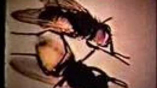 HALO OF FLIES 'No Time' Amphetamine Reptile