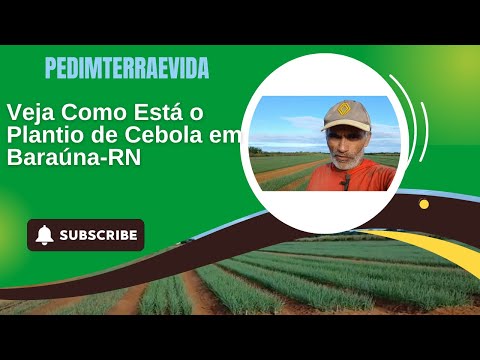 🌱 Plantio de Cebola em Canaã, Baraúna (RN) | O Trabalho no Campo que Alimenta o Brasil!