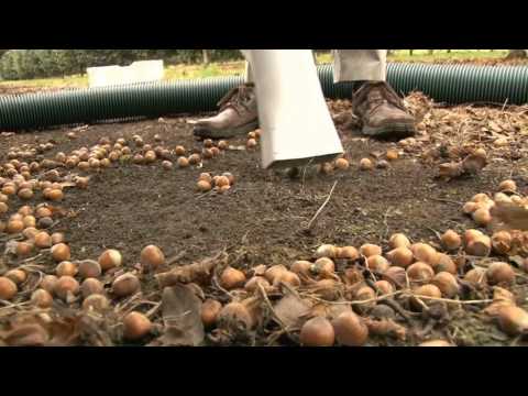 download lagu mp3 mp4 Pinon Nut Roll, download lagu Pinon Nut Roll gratis, unduh video klip Pinon Nut Roll