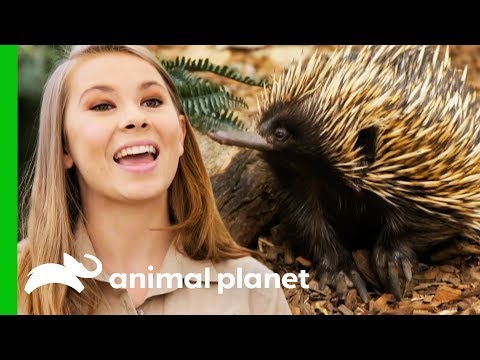Bindi Releases Little Grub The Echidna Back Into The Wild! | Crikey! It's The Irwins